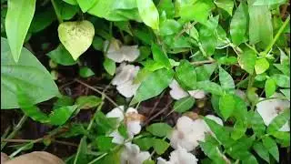 Women harvest the delicate fragile ephemeral Xiti ovmi Termitomyces microcarpus in Goa Aug 12