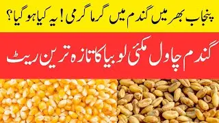 New gandum rate today | today makki rate 2024 | rice rate today
