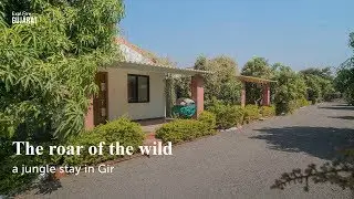 The roar of the wild - a jungle stay in Gir