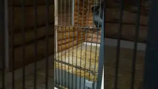 Дымчатый мангобей есть листья салата