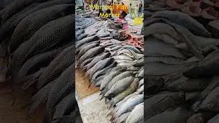 Mumbai Fish Market in Vakola #fish #fishmarket #shortvideo