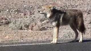 Coyote in Death Valley Scavaging Along Road