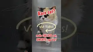 VET TALKS: Male Calico (tricolor) Cat - RARE
