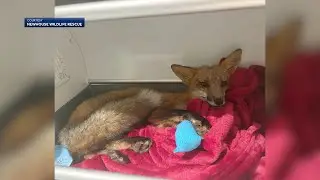 Multiple foxes snared, injured by illegal traps
