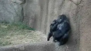 Baby Gorilla Playtime