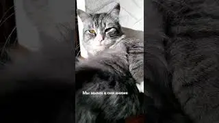 Мы мыми а они аниме#mamas #cat #проклятиестэтхэма #кот #юмор #пародия