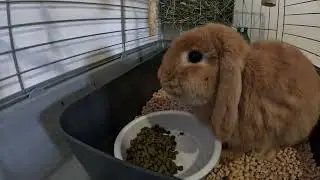 Peter Rabbit #peterrabbit #rabbit #fy #follow #foryou #feed #shorts #short #animal #nature #fyp 