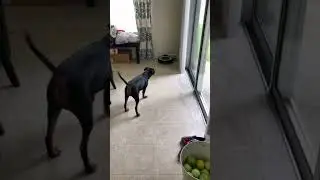 My Sister's Dog HATES the Roomba