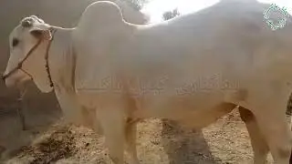 Bhagnari Bachra #sibi #bhagnari #sibbi #sibbibull #trending #viralvideo #video
