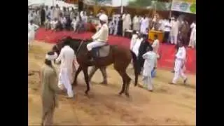 Horse Race Doian Part 3