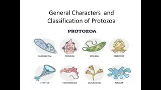 The Amazing World of Protozoans: Tiny Wonders of Microbiology