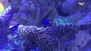 The star of the Damsels