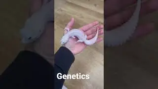 Genetics 🧬 #reptile #leopardgecko #gecko #lizard #pets #animals