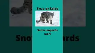 True or False animal quiz! Do you know? #shorts