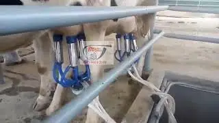 Milk Parlor - Milk parlour machine - 2x2 setup PH: 9042371010 MDM, Coimbatore, Tamilnadu