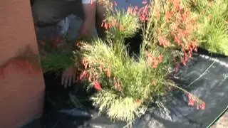 Rubber Mulch Installation Comparison