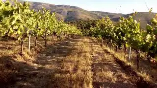 Viñedos de altura a vista de drone