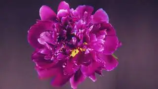 “11:11:11 Flower Blooming | Inspirational Music & Psychedelic Visuals for Tranquility