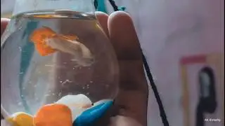 Poco x2 camera video vlog mode