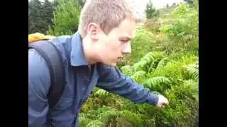 Wild Edibles/Foods U.K. - July, August, September - Bilberries