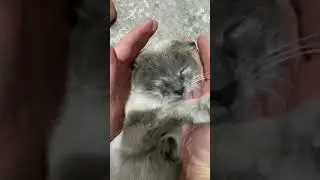Hello, please subscribe to my channel and give it a like. Thank you for your Support. #cat #shorts