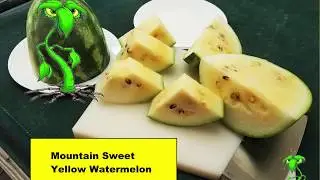 Обзор Mountain Sweet Yellow Watermelon