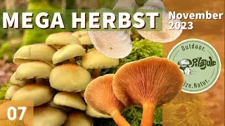 Toller Herbsttag | Bunte Artenvielfalt | Spannende Pilze im November 2023 | EP07