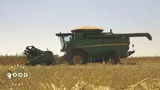 Harvesting hemp seeds, Good Country Hemp.