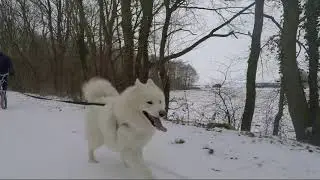 Samojeden sneeuwpret / Samoyed snow fun