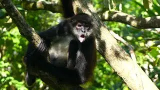 Wildlife Tourism in Belize