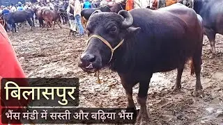 Bilaspur Mandi Sasti Bhains | Bilaspur pashu mandi | Pashu Mandi