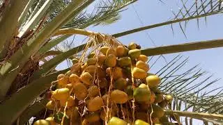 مزرعة  التينة في القصيم|Fig Farm in Buraydah, Qassim region- Saudi Arabia