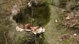 PAPRADNO   Čertova skala v Jastrabí
