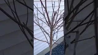3 beautiful types of flowering Dogwood Trees! 2023 March - Lowes find!