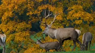 Beautiful Moments of Animals Amazing natural video Il Beautiful natural background template video