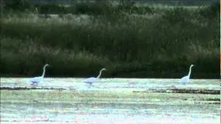 Great Egrets Foraging in the Distance