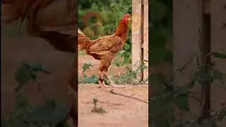 Pradeep farms|| Bhimavaram breed ☎️9988304567 #pradeepfarms