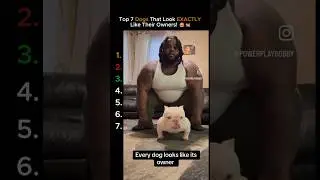 These Dogs Look JUST Like Their Owners!