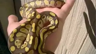New ball python GDH reptiles