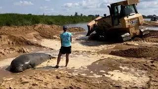 Manatee Rescue in Savannah