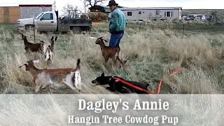 From Puppy to Trained Cowdog - Dagley's  Annie