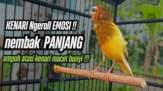 Pancingan KENARI gacor NGEREK!! untuk masteran kenari paud & terapi kenari macet bunyi agar gacor