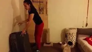 Emergency Cat Carrier Training - Confident Cats