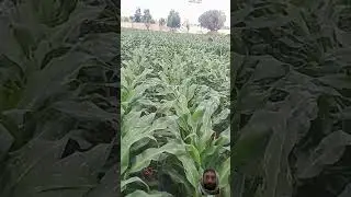 #maizesilage #corn #maizeplus #keşfet #farming #shots