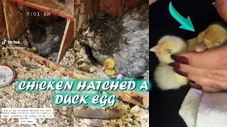 MY CHICKEN HATCHED A DUCK EGG (RIP BABY DUCK)