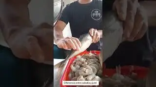 #pescado #caballa #jurel #pescaderia #pescadosymariscos