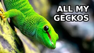 Gecko Updates - NEW Day Gecko, BABY Mourning Gecko, TOFFEE Growth Progress