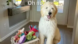 My dog orders a huge Toy package!!