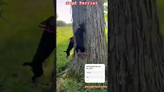 Will They Knock over the tree? 😂Jagd Terrier Dog Breed 📍@trashterriers #arispedigree #jagdterrier