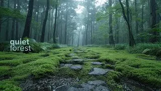 Quiet Forest | Calm Nature Ambience for Focus, Sleep & Relaxation